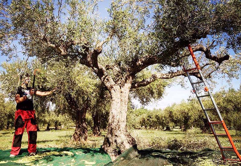 La brucatura delle olive: come raccogliamo le olive in montagna