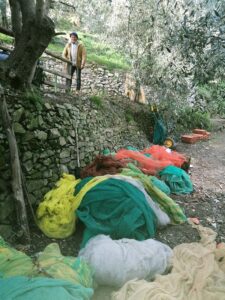Giovanni Abbo prepara le reti per la raccolta delle olive a Bajardo
