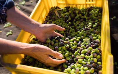 Il trasporto delle olive: le cassette per uso alimentare