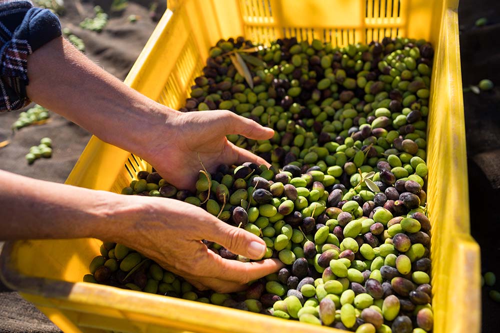 Il trasporto delle olive: le cassette per uso alimentare