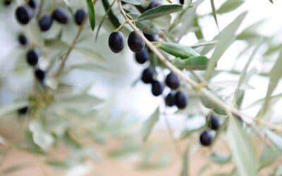 Olive taggiasche: storia, caratteristiche, usi delle famose olive liguri