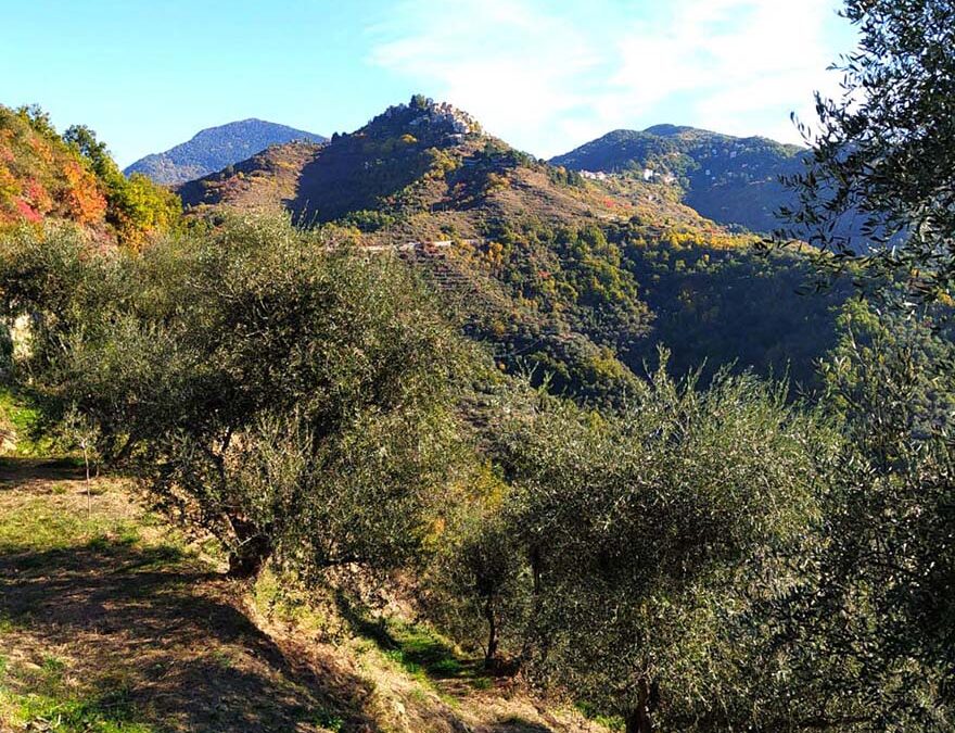 L’oliveto di Bajardo, dove gli olivi crescono in quota