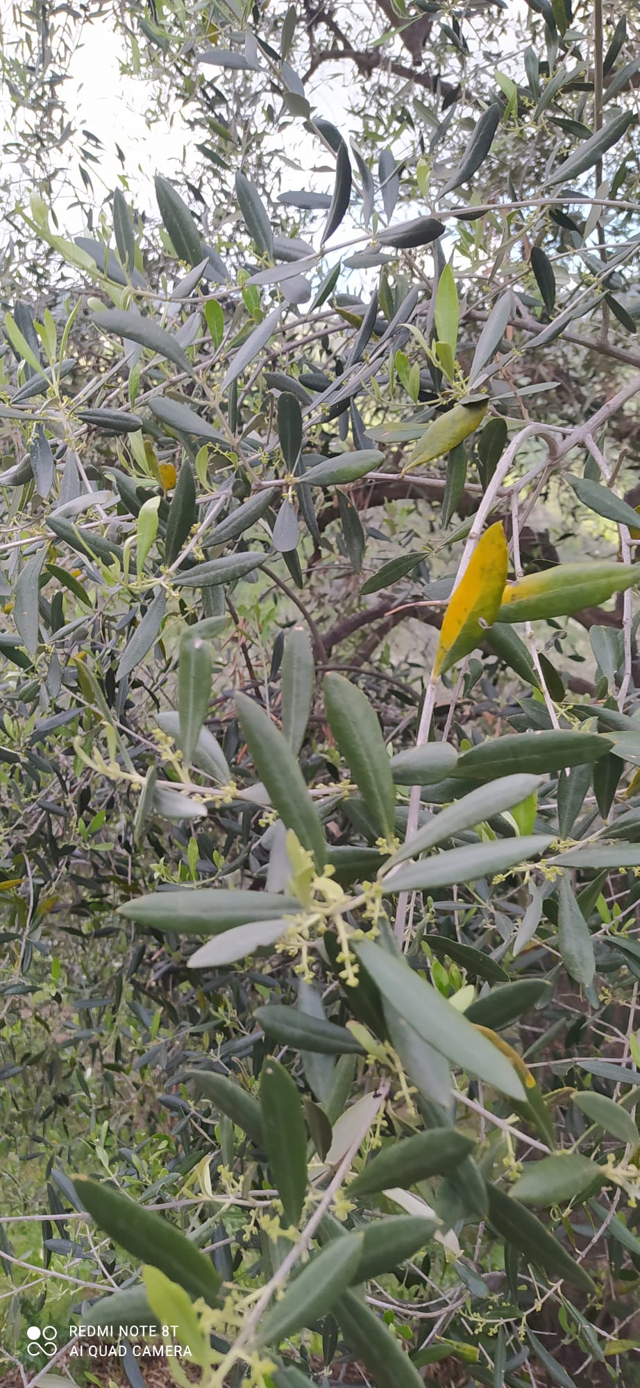 La fioritura degli olivi di Bajardo