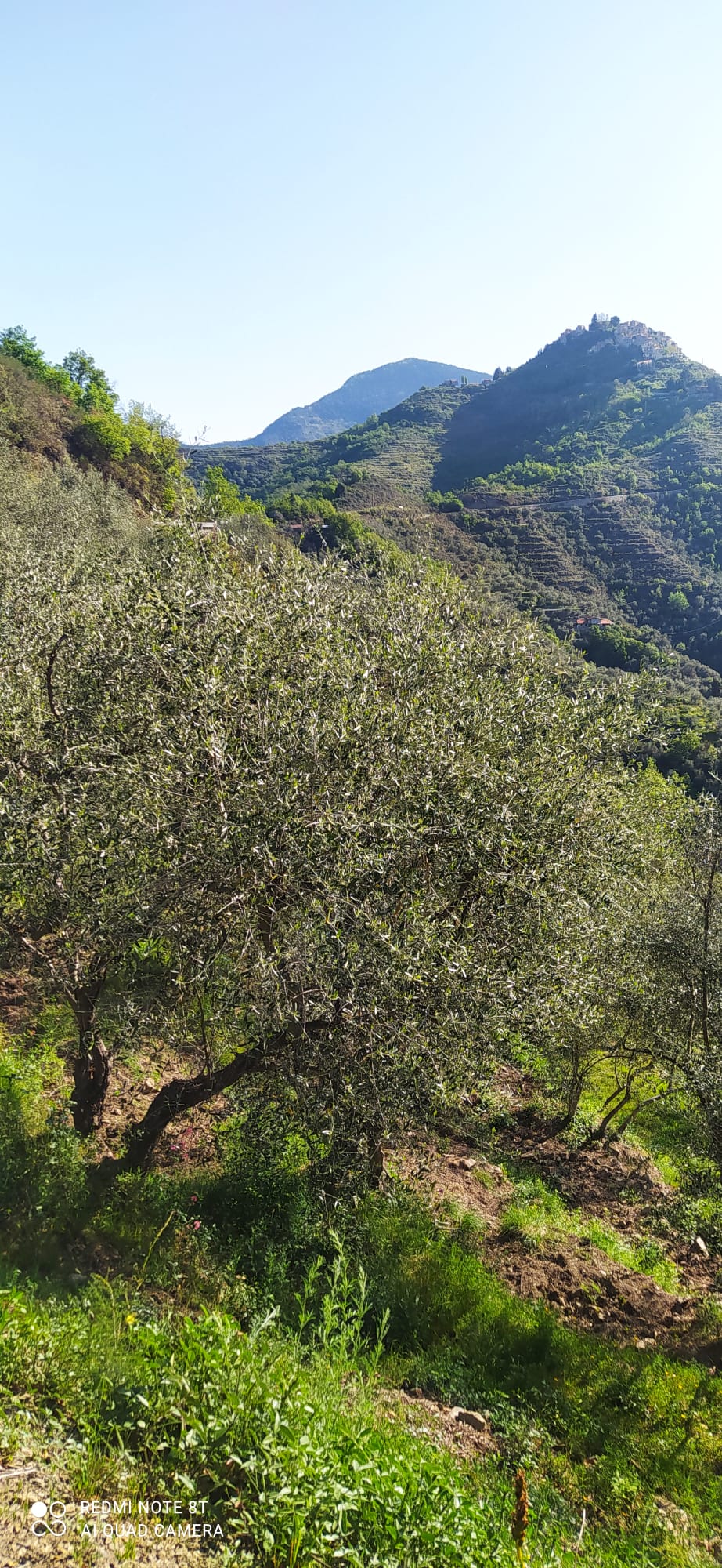 Panorama dell'oliveto di Bajardo durante la fioritura